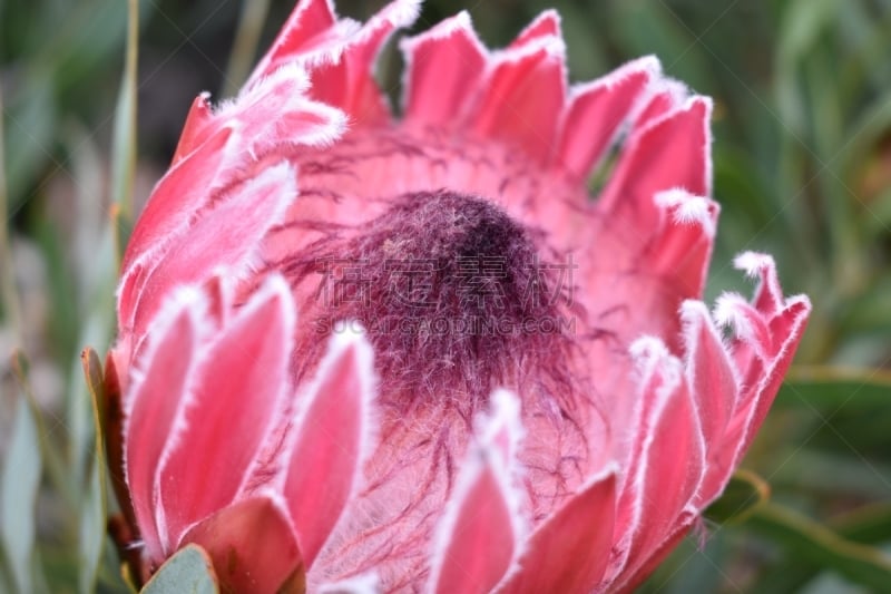 Colorful pink King Protea in the Botanical Garden in Cape Town in South Africa – the national flower of South Africa