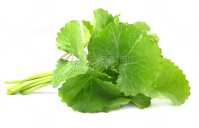 叶子,草药,拉他河,积雪草,抗炎,树袋熊,苏打水,关节炎,印度草医学,水平画幅