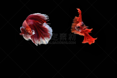 暹罗斗鱼,黑色背景,分离着色,鳄鱼鱼,人工饲养动物,水族馆,动物学,水,美,艺术