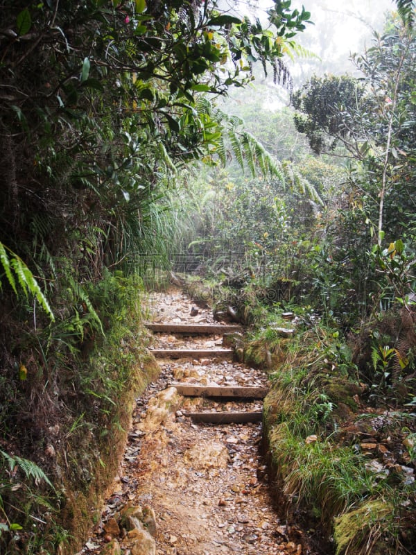 京那峇鲁山,哥打基纳巴卢,沙巴州,马来西亚东部,婆罗洲岛,树冠,垂直画幅,林区,无人,热带雨林