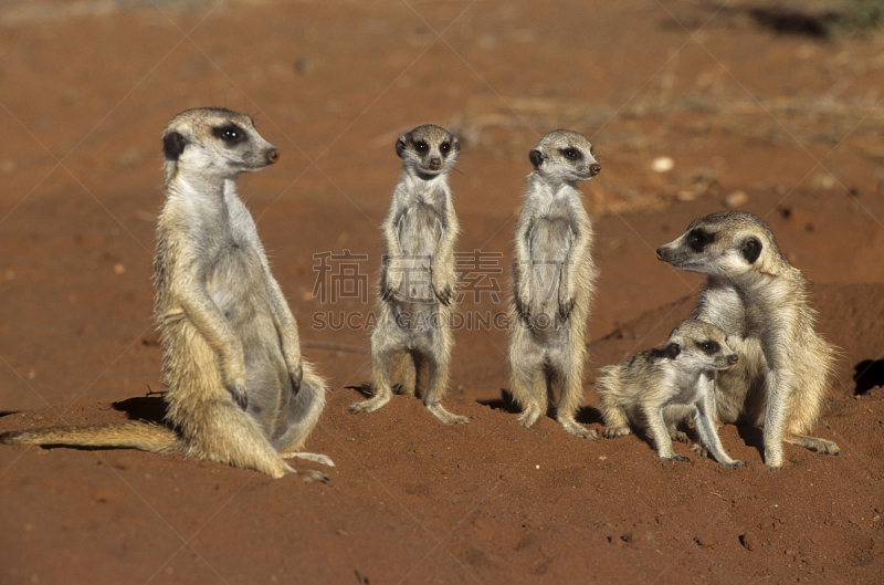 海岛猫鼬,喀拉哈里沙漠,哈达普,自然,机敏,野生动物,水平画幅,小的,可爱的,非洲