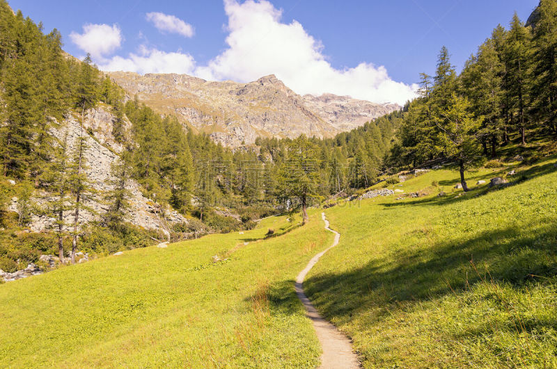 小路,森林,莫堤玫瑰山,徒步旅行,格雷索,山谷市,运动,瑞士阿尔卑斯山,奥斯塔山谷,松树