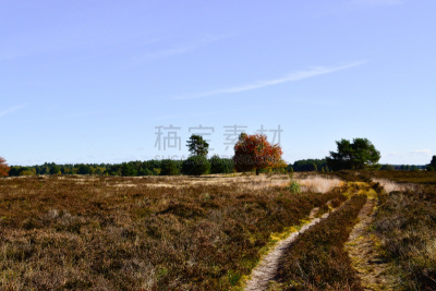 Golden autumn in the Lüneburg Heath near Undeloh