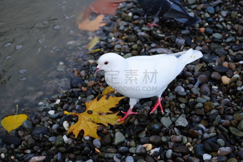 海滩,鸽子,毛里求斯粉鸽,原鸽,雷鸟,害虫,松鸡,猎鸟,天空,水平画幅