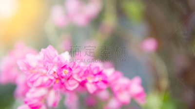有蔓植物,粉色,风景,布希曼族,自然美,运动模糊,光,背景虚化,美,蓝花藤