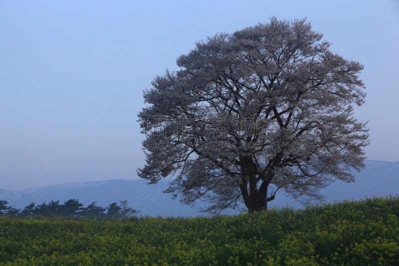 岩手县,山,樱之花,旅途,态度,草,自然美,吉野樱花,春天,樱桃树