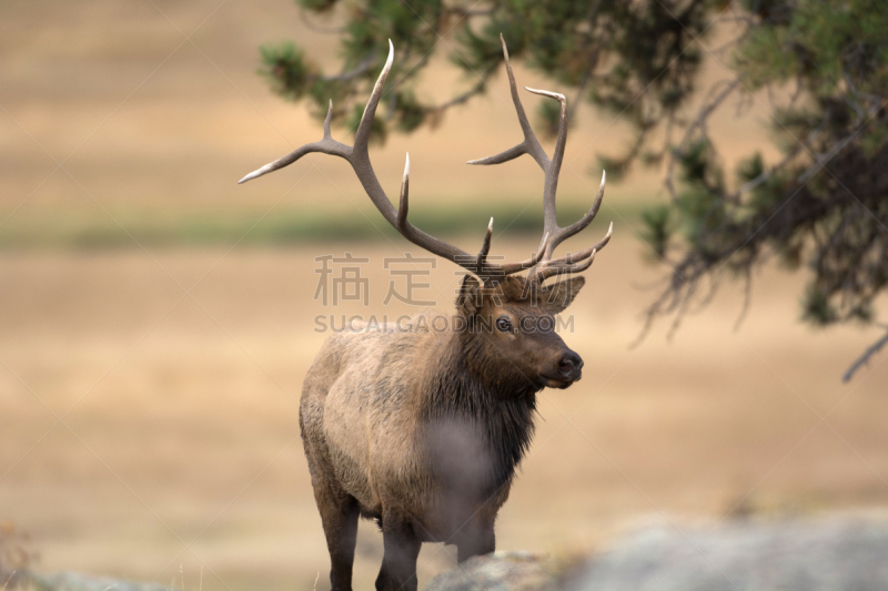 驼鹿,北美,自然,草地,野生动物,水平画幅,动物交配,动物习性,野外动物,落基山麋鹿