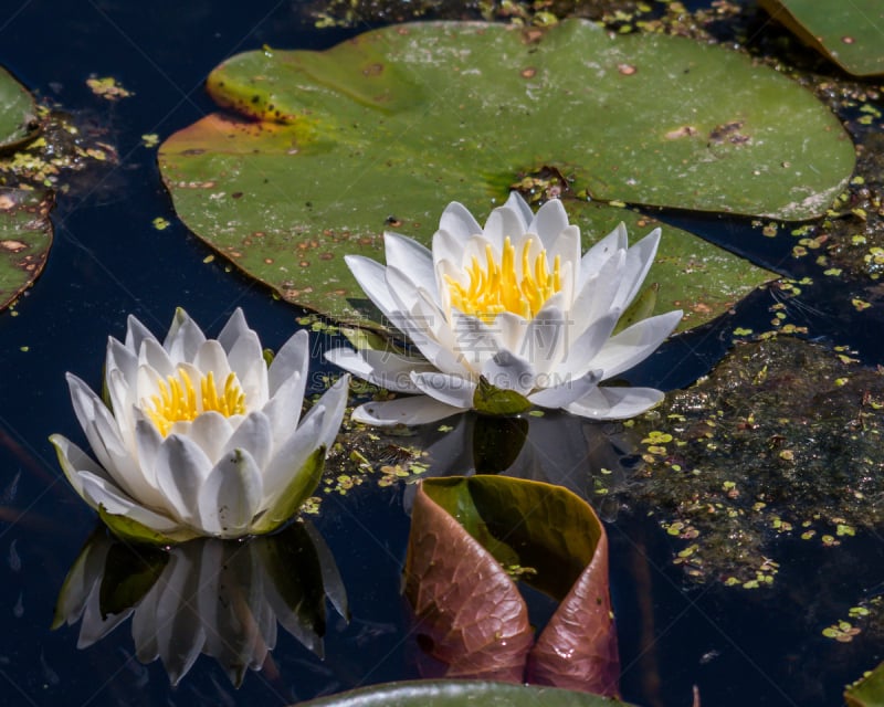 池塘,百合花,白睡莲,防护品,中心,黄色,热带气候,荷花,仅一朵花,公园