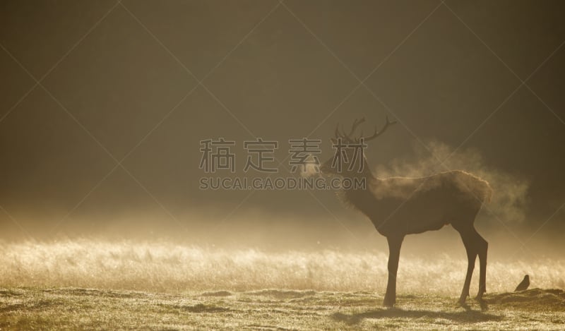 马鹿,雄鹿,雾,自然,野生动物,水平画幅,驼鹿,早晨,野外动物,欧洲蕨