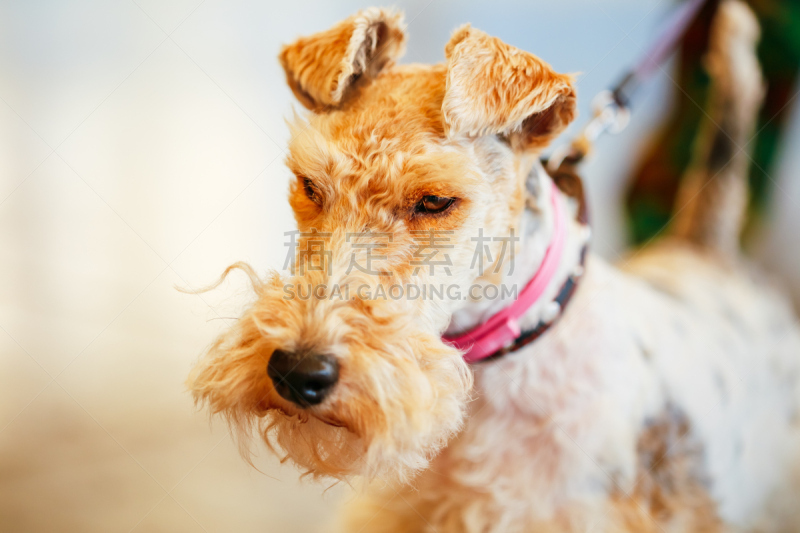 硬毛猎狐犬,福克斯猎狐犬,络腮胡子,褐色,水平画幅,梗犬,动物身体部位,户外,哺乳纲,青年人