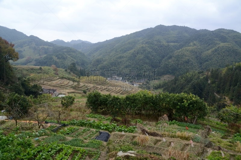 福建省,开垦地,中国,拥挤的,南京,蒂卢,田螺坑,客家族,水稻梯田,栽培植物