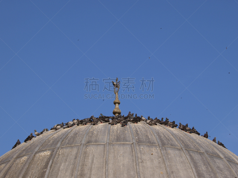 领导能力,水平画幅,圆顶建筑,彩色图片,无人,清真寺,大群动物,斑鸠,摄影