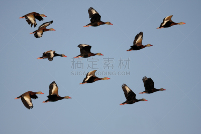鸭子,吹口哨,黑色,羊群,白面鸭,沼泽地国家公园,自然,野生动物,水平画幅,无人