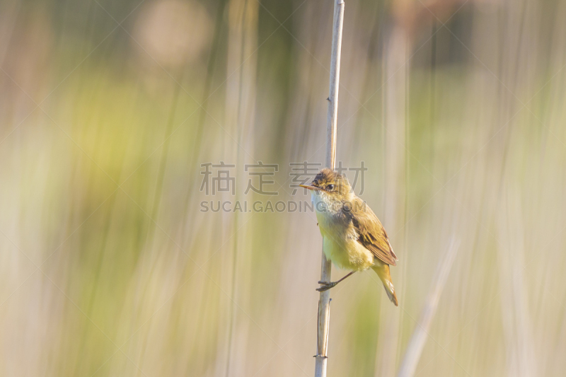 鸟类,鸣鸟,芦苇,动物嚎叫,湿,野生动物,北美歌雀,动物,春天,动物头