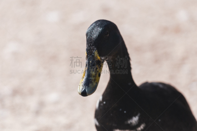 黑色,鸭子,肖像,水,美,水平画幅,鸟类,夏天,户外,特写