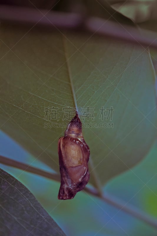 pipevine swallowtail butterfly,茧,垂直画幅,无人,2015年,动物,鳞翅类,节肢动物,昆虫,凤尾蝶