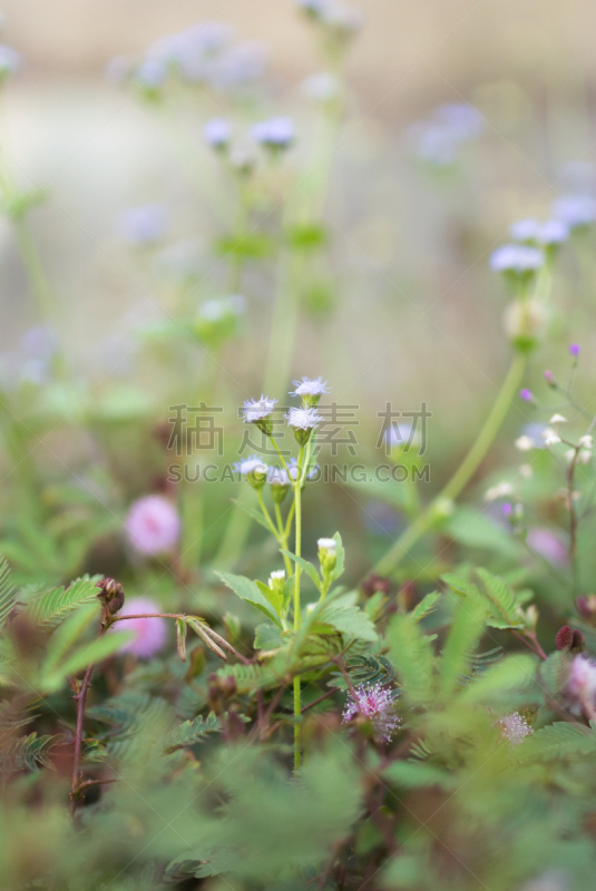 草,雏菊,绿色,地球女神,茼蒿菊,刀刃草,甘菊花,垂直画幅,无人,夏天