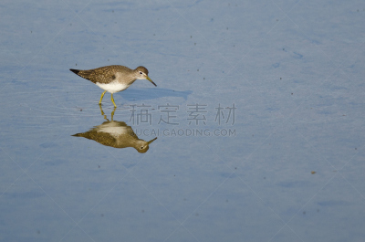 水,矶鹞,浅的,小黄脚鹬,蓝色,大黄足鹞,水平画幅,无人,鸟类,野外动物