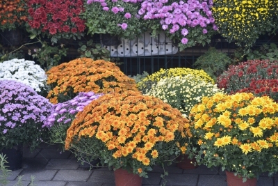 花盆,菊花,花市,反差,公园,园林,植物,户外,园艺,满画幅