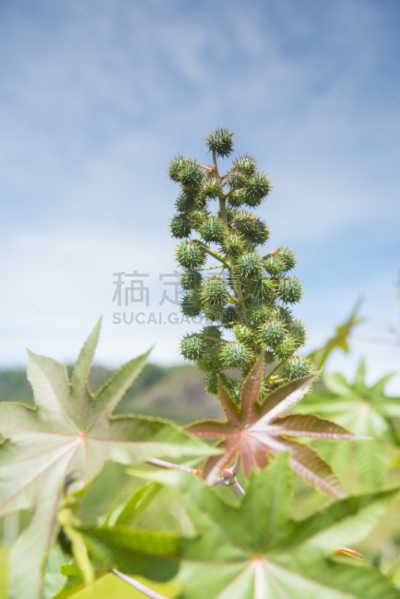 蓖麻,蓖麻油,米纳斯吉拉斯州,自然,垂直画幅,无人,健康保健,户外,商业金融和工业,种子