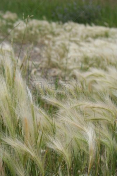 狐尾草barley大麦,植物大小,观赏草,垂直画幅,大麦,植物属性,绿色,植物的组成部分,阿尔伯塔省,无人