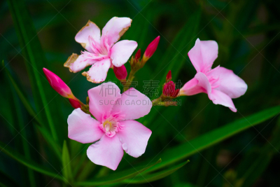 BellFlower
