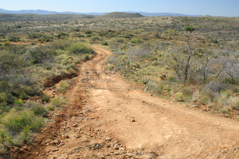 土路,沙漠,高大的,tonto national forest,索诺兰沙漠,菲尼克斯市,凤凰,水平画幅,绿色,橙色