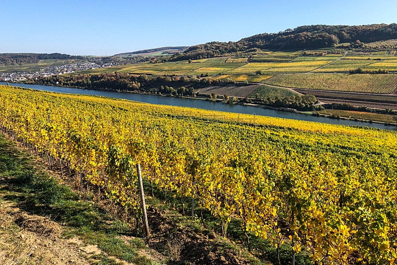 摩泽尔河谷,卢森堡公国,自然,秋天,风景,葡萄酒酿造,图像,叶子,无人,有蔓植物