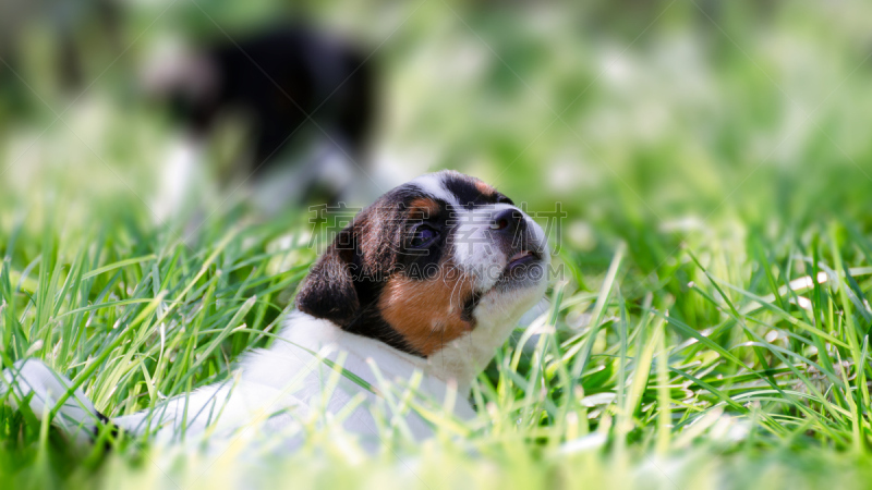 小狗,杰克拉瑟短腿犬,后院,梅花j,撒谎者,可爱的,纯种犬,梗犬,波兰,肖像