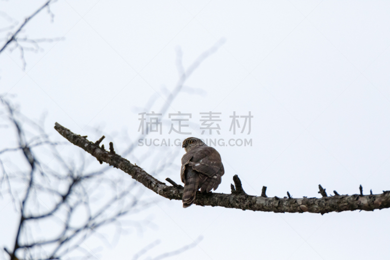 雀鹰,食肉鸟,自然,野生动物,小鸟笼,图像,老鹰,野外动物,动物,鸟类