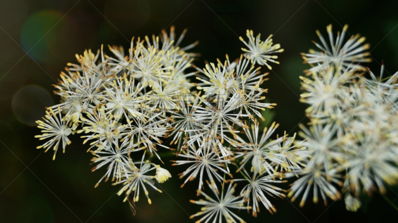 唐松草,卷着的,平和,环境,草,自然美,春天,植物,背景,夏天