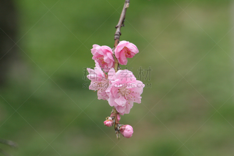 桃,一个物体,日本,部分,身份,温带的花,美,公园,水平画幅,无人