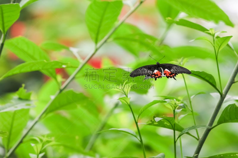 绿色背景,蝴蝶,自然美,豹纹蝶,自然,美,式样,草地,野生动物,水平画幅