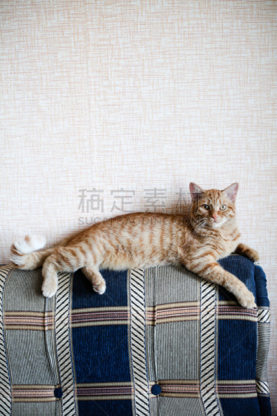 柏林墙,蓝色,沙发,条纹,姜黄,野生猫科动物,斑纹,垂直画幅,褐色,可爱的