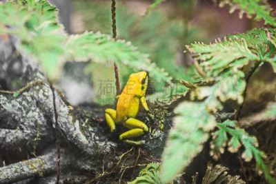 金毒蛙,自然,野生动物,美国,水平画幅,无人,青蛙,有毒生物体,特写,一只动物