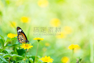 黑脉金斑蝶,美,状态描述,水平画幅,蝴蝶,纯净,夏天,茴芹,户外,生物学