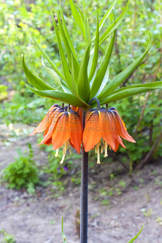 赭色百合,王冠,欧洲赤松,仅一朵花,豹纹蝶,研磨器,花序,自然,垂直画幅,雄蕊