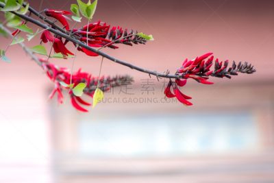 自然美,红色,黑色,留白,皱皮木瓜,浪漫,环境,尼泊尔,芳香疗法,苹果花