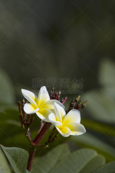 Tiare Flower in Nepal