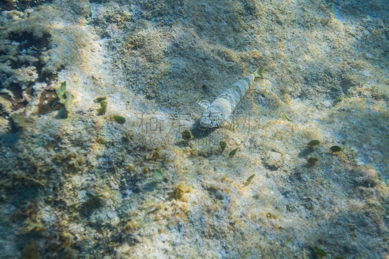 虾虎鱼,自然,动物主题,在底端,海洋生命,斑点钝鲨,野生动物,热带气候,图像,海洋