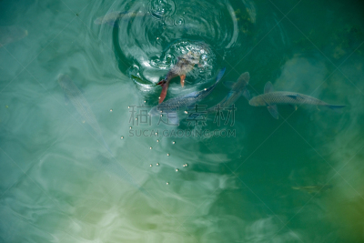 鱼类,自然,热带淡水鱼,水族馆,野生动物,热带气候,泰国,图像,海洋,肮脏的