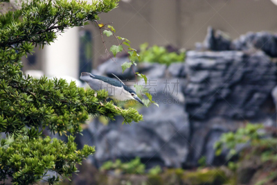 夜鹭,加冕式,黑色,水,夜晚,动物身体部位,野外动物,夏天,图像,白色