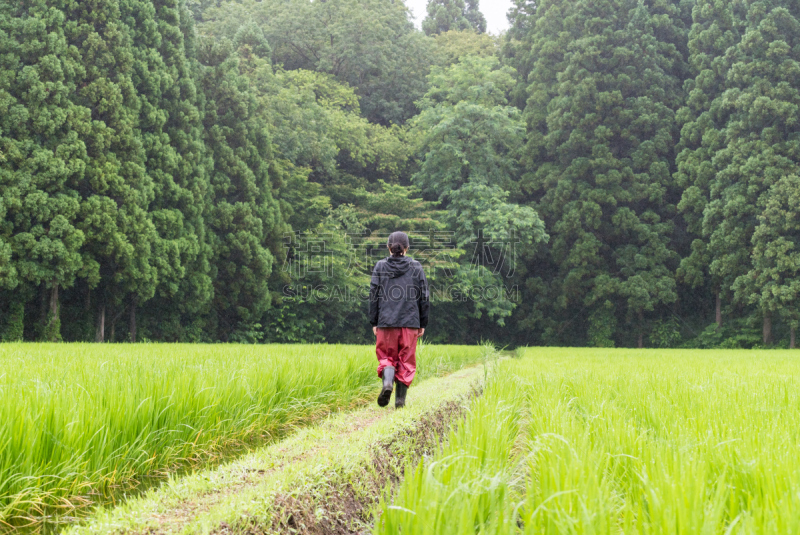 稻田,女人,联合收割机,碳水化合物,里山,水平画幅,工作场所,生食,户外,靴子