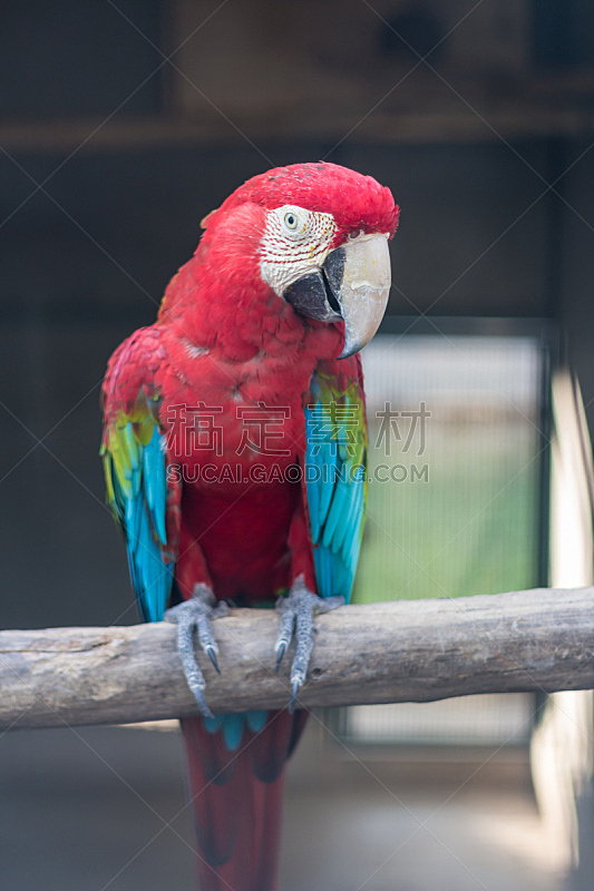 金刚鹦鹉,绿色翅膀,垂直画幅,红色,宠物,野生动物,喙,蓝色,动物,鸟类