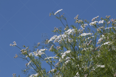 芫荽叶,大蒜,农业,清新,香料,食品,有机农庄,草,调味品,农场
