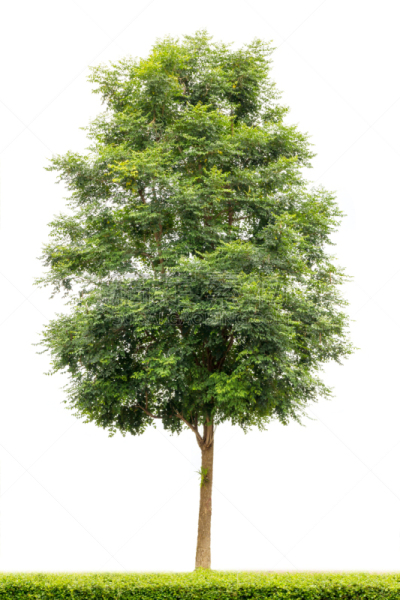 古老的,热带树,分离着色,白色背景,建筑,式样,西班牙栓皮栎 ,梓木,巨红杉树,自然