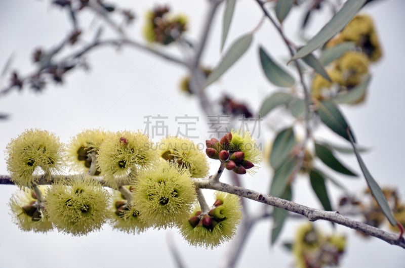 黄色,西澳大利亚,花蕾,特有物种,桉树,葡萄树枫木,西部灰袋鼠,家庭,白色,奶油色