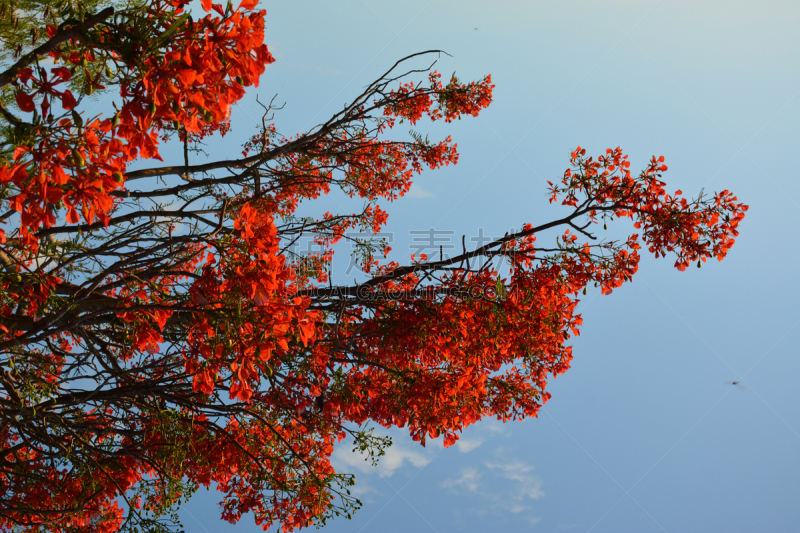 Beautiful landscape, vegetation, against a blue sky with sunset at
Brazil´s Northeast.
