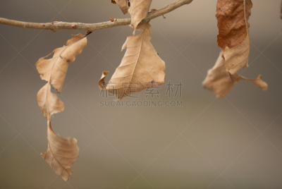 叶子,自然界的状态,死的,环境,枯萎的,撕破的,肮脏的,丰富,死亡的植物,哀悼者