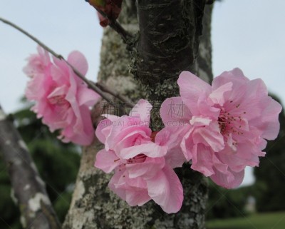 粉色,春天,樱花,温哥华,花朵,自然美,2019,轻的,自然,季节